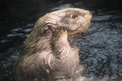 あにまるカメラ 海遊館 あにまるカメラ 海遊館