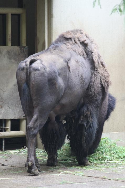 アメリカバイソンのお昼ごはん あにまるカメラ アメリカバイソンのお昼ごはん あにまるカメラ