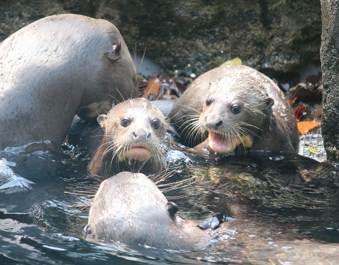 リバーサファリのオオカワウソさま あにまるカメラ リバーサファリのオオカワウソさま あにまるカメラ
