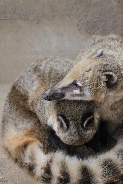 アカハナグマ あにまるカメラ