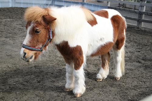 シェットランドポニー あにまるカメラ シェットランドポニー あにまるカメラ