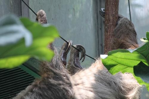 たまちんかな あにまるカメラ たまちんかな あにまるカメラ
