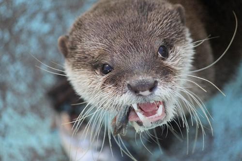 あにまるカメラ あにまるカメラ
