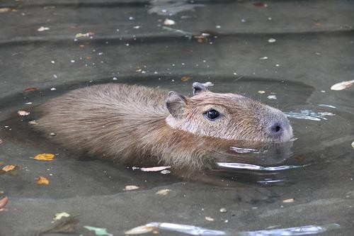 カピバラのアズちゃん あにまるカメラ カピバラのアズちゃん あにまるカメラ