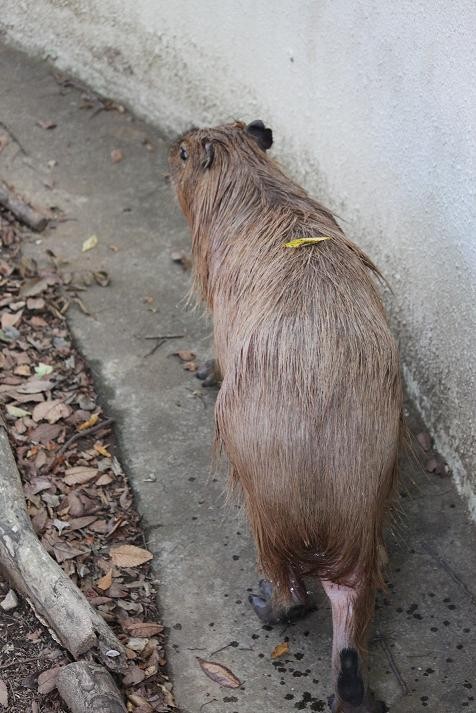 カピバラのアズちゃん あにまるカメラ カピバラのアズちゃん あにまるカメラ