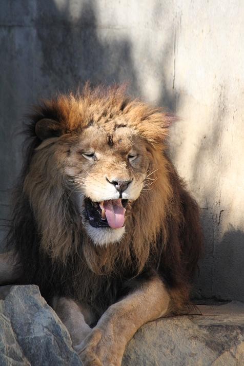 ライオンのあくび あにまるカメラ