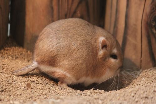 オルドカンガルーネズミ あにまるカメラ