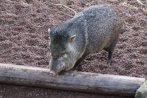 クビワペッカリー あにまるカメラ クビワペッカリー あにまるカメラ
