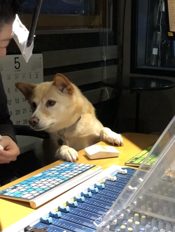 さくら①