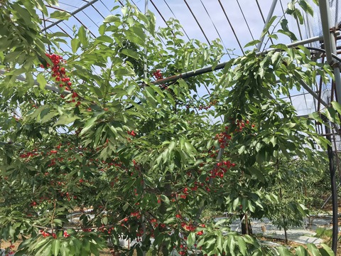 写真 2018-06-24 13 06 37