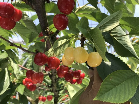 写真 2018-06-24 13 01 59