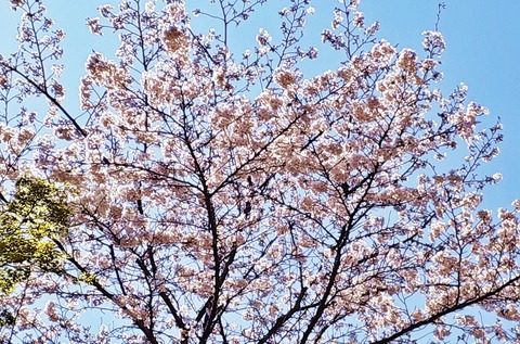 IMG_26032021_135935_(1180_x_780_ピクセル)