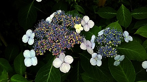 IMG_20200601_133119