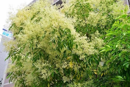 シマトネリコの白い花 Kawakatuワールド シマトネリコの白い花 Kawakatuワールド