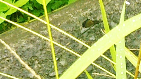 IMG_20200707_162230
