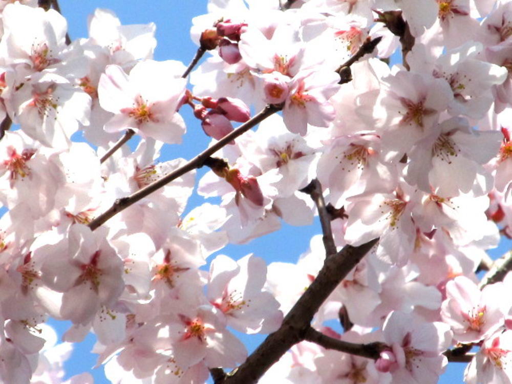 Kawakatu厳選 桜の和歌極めつけ30 番外付き 付録梅から桜へ いつ切り替わるのか 民族学伝承ひろいあげ辞典