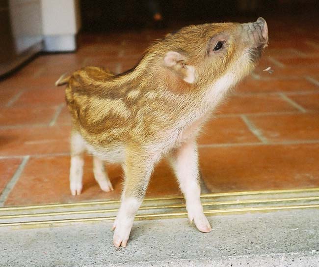 ウリ坊つかまえ食ったか飼育か 民族学伝承ひろいあげ辞典