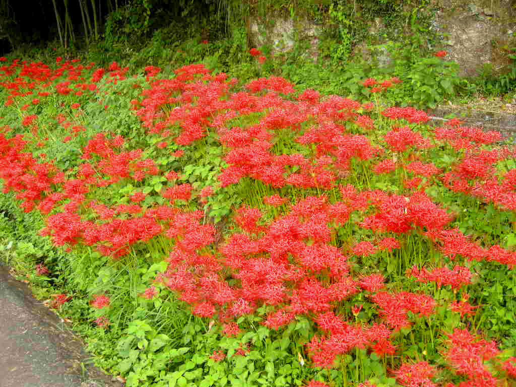 摩訶曼陀羅華 曼珠沙華 民族学伝承ひろいあげ辞典