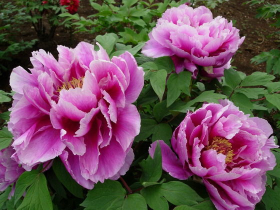 韓国の国花ムクゲは中国原産 民族学伝承ひろいあげ辞典