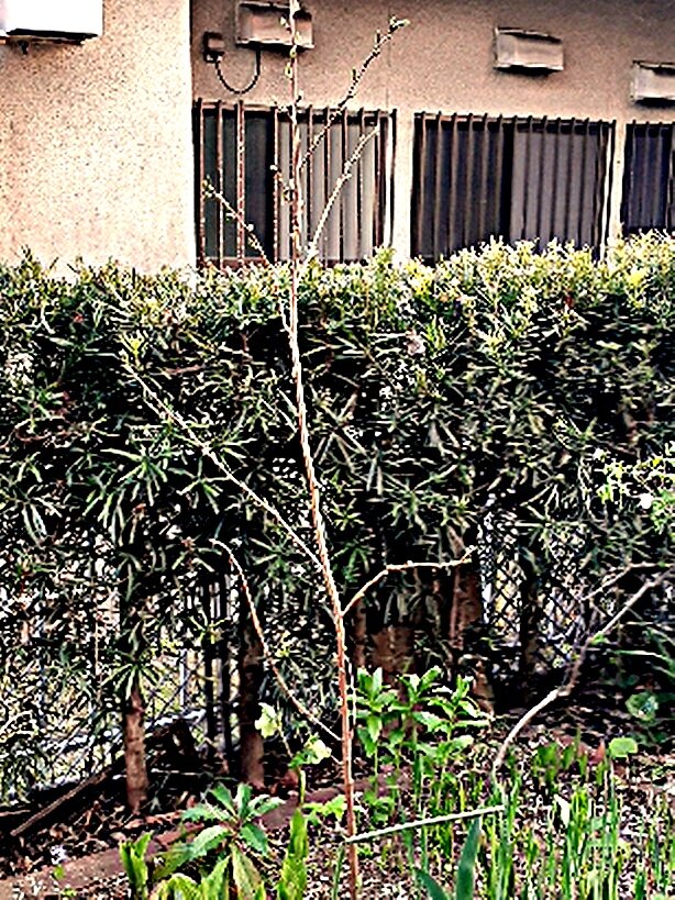 ソメイヨシノ接ぎ木苗が販売された 民族学伝承ひろいあげ辞典