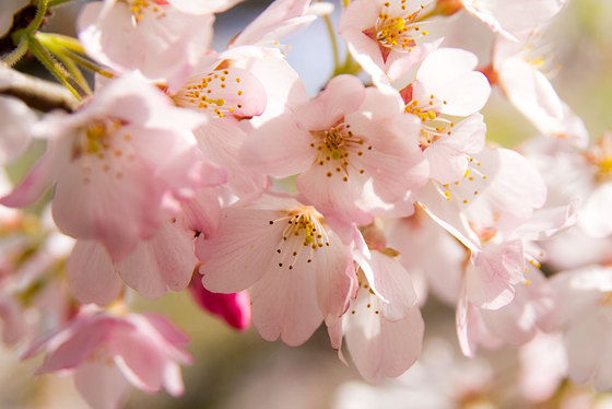 語彙最大 桜用語の基礎知識 総ざらい桜に関わる言葉と話 人物 民族学伝承ひろいあげ辞典