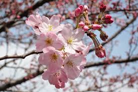 語彙最大 桜用語の基礎知識 総ざらい桜に関わる言葉と話 人物 民族学伝承ひろいあげ辞典 語彙最大 桜用語の基礎知識 総ざらい桜に関わる言葉と話 人物 民族学伝承ひろいあげ辞典
