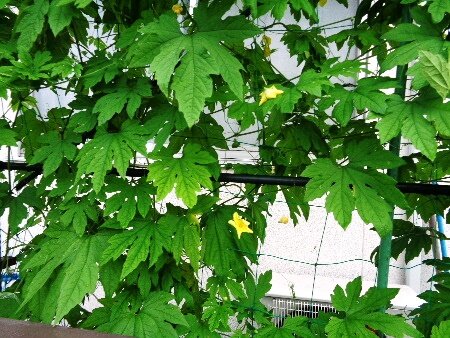 日除けのゴーヤ のんびり日記