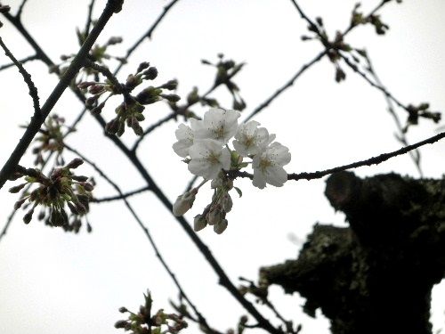 うば桜 : のんびり日記