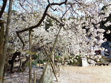 大宝寺の姥桜 のんびり日記