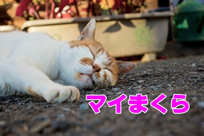 PPU_asufarutodebakusuineko_TP_V4 (1)