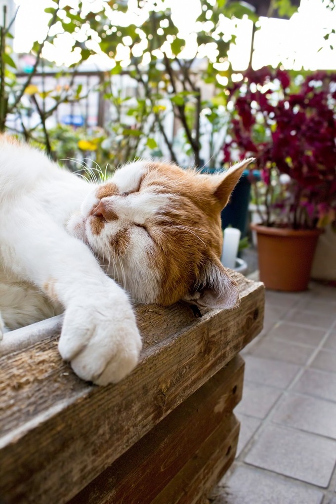 PPG_hakodenegaeriwoutuneko_TP_V4