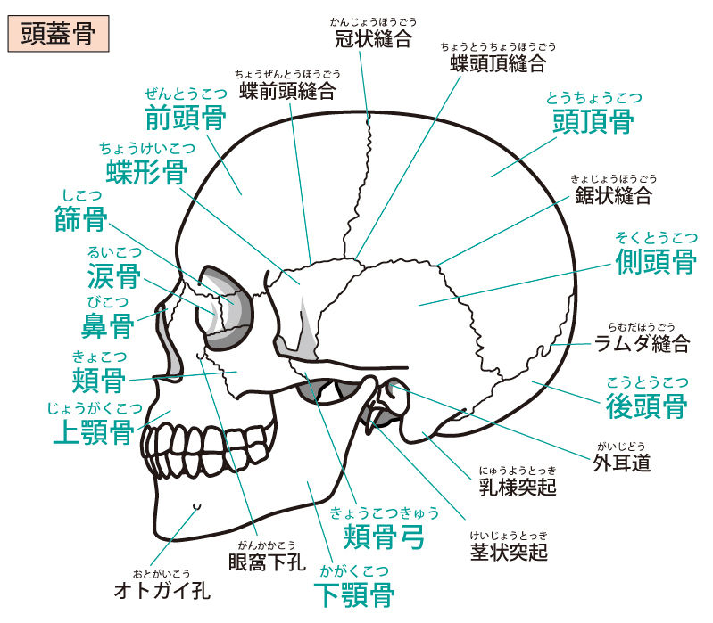 頭蓋骨にナイフ