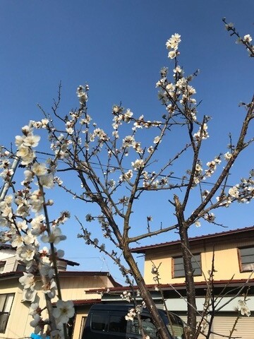 ④