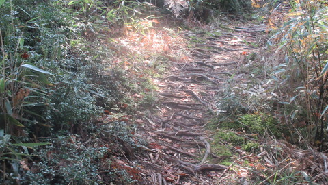 IMG_5169_A_木の根の道