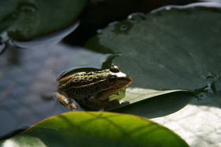カエル