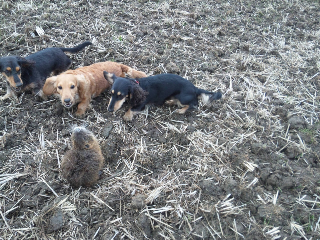 わんこ Vs ヌートリア 鼓動館ブログ