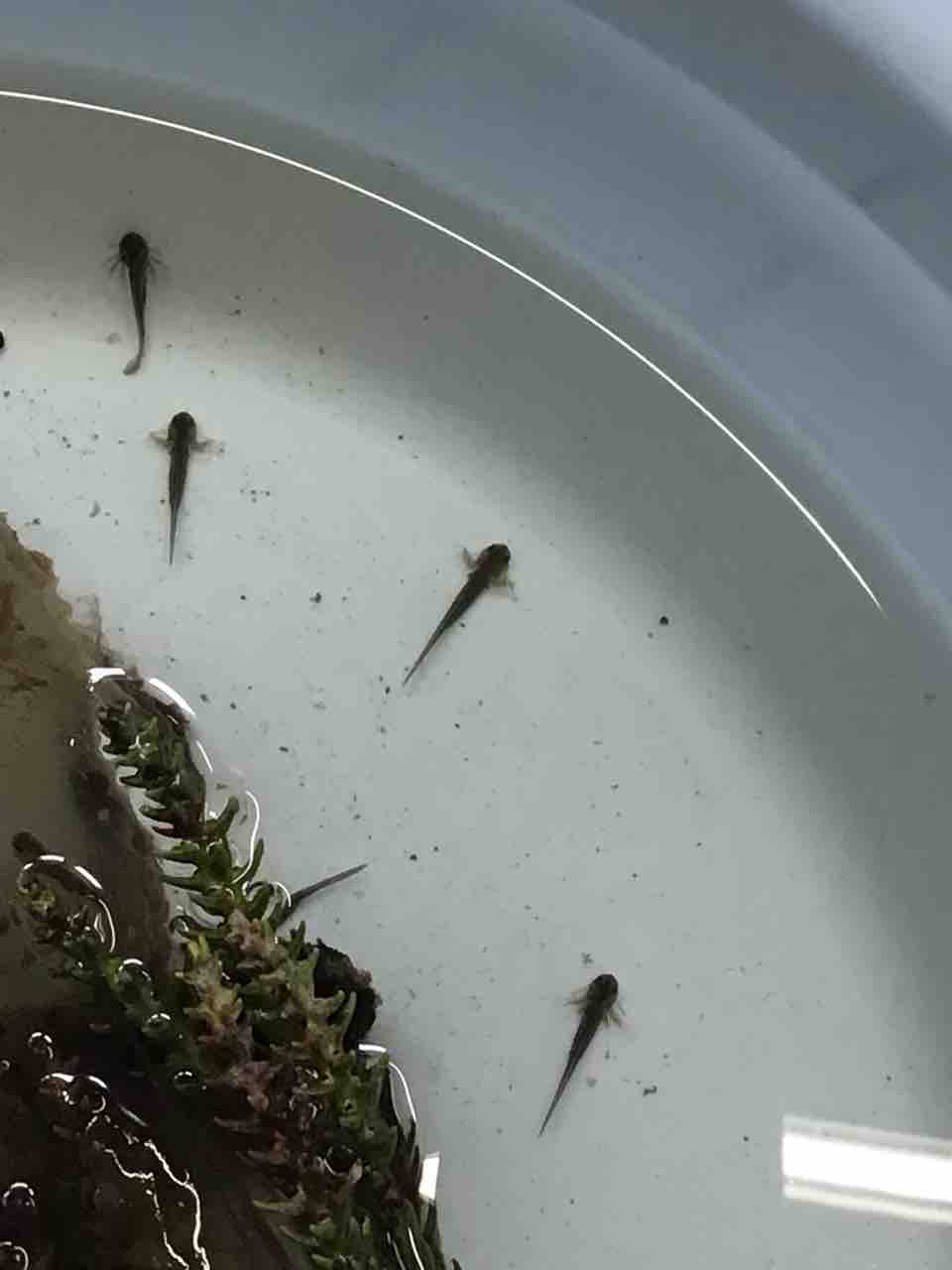 両生類たち クロサンショウウオ編 弘前市こどもの森 両生類たち クロサンショウウオ編 弘前市こどもの森