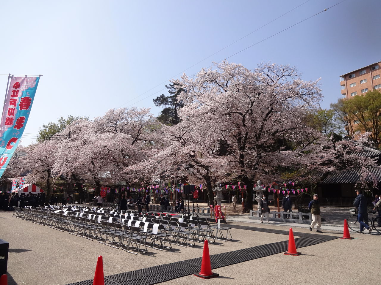 川越の蓮馨寺も桜満開でした 川越生活応援バラエティ 小江戸27万石志
