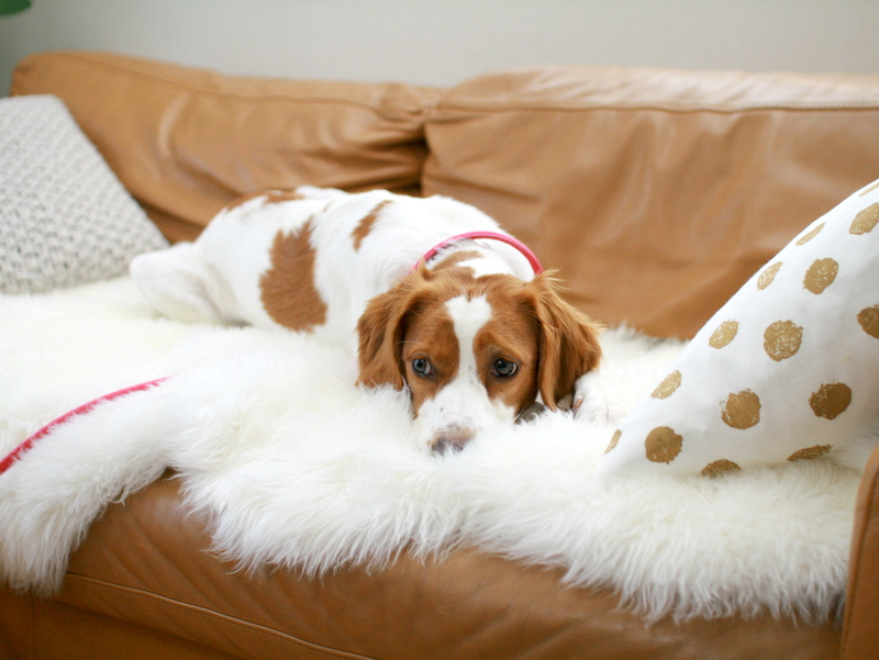 犬臭くない部屋は実現できる お買い物レポその３ 公園よこのちいさないえから Powered By ライブドアブログ