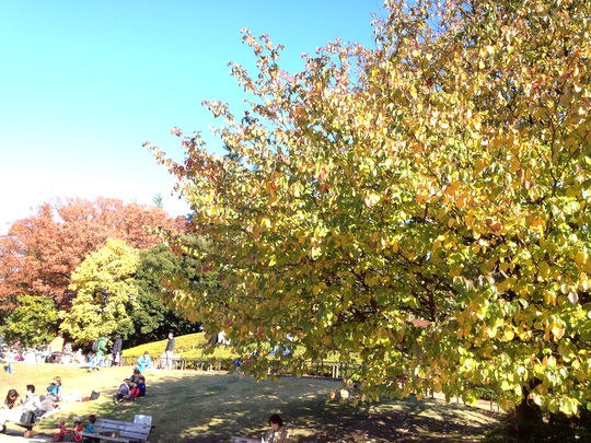 公園 紅葉1