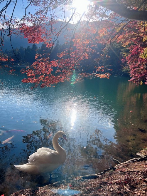 山梨④