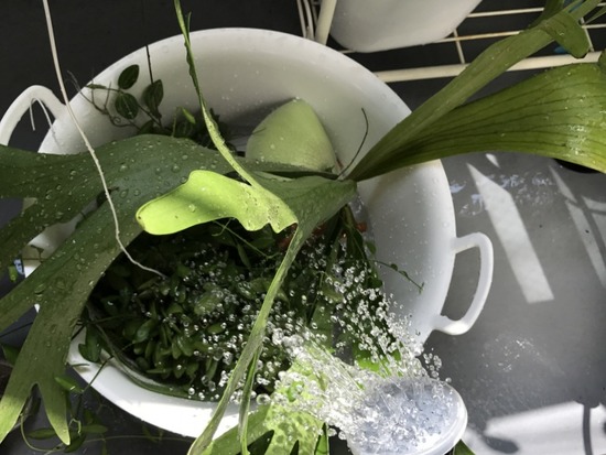植物の水やり