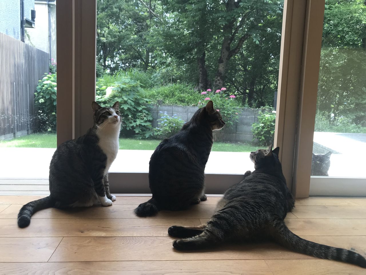 紫陽花と猫の脱走 バカの大足 ｋｏｅｔａｌｏ日記