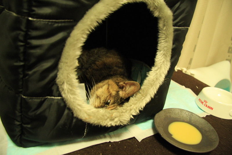 老猫介護記 1 ねこおやじのアルバム