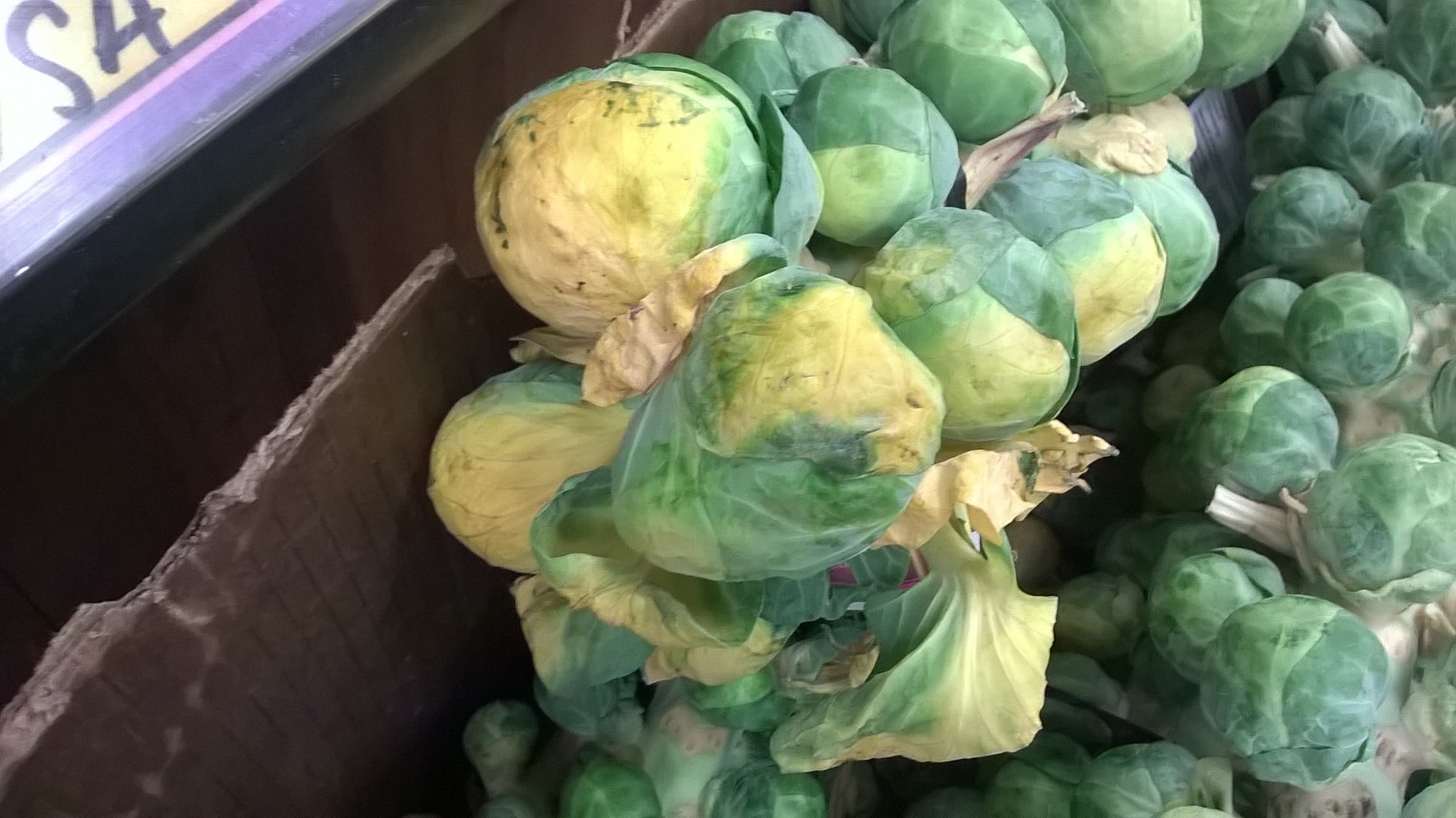 芽キャベツ Brussels Sprouts プー太郎 こぐれん のカリフォルニア生活記 続編 芽キャベツ Brussels Sprouts プー太郎 こぐれん のカリフォルニア生活記 続編