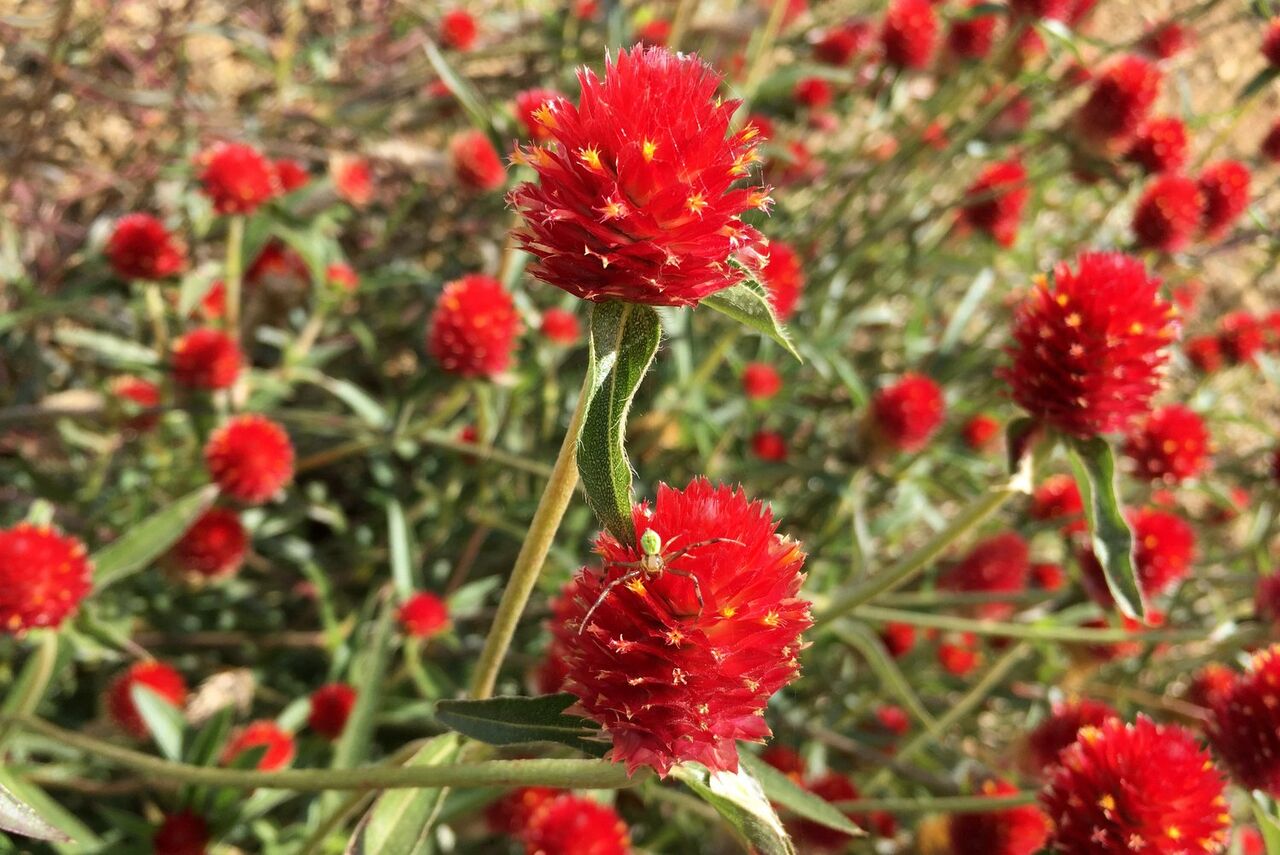 千日紅と小さなクモ Kohの写真館