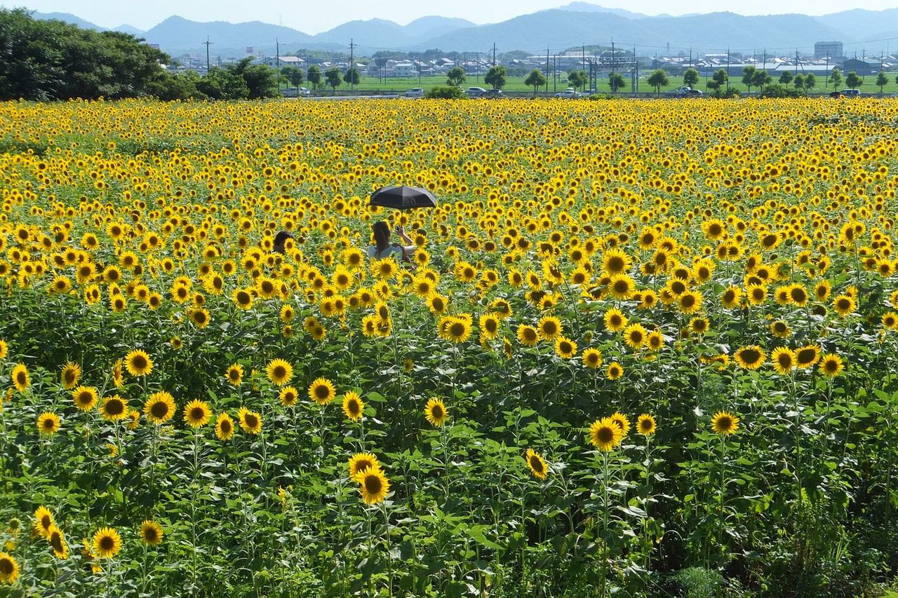 ひまわりの丘公園のひまわり畑 兵庫県小野市 Kohの写真館 ひまわりの丘公園のひまわり畑 兵庫県小野市 Kohの写真館