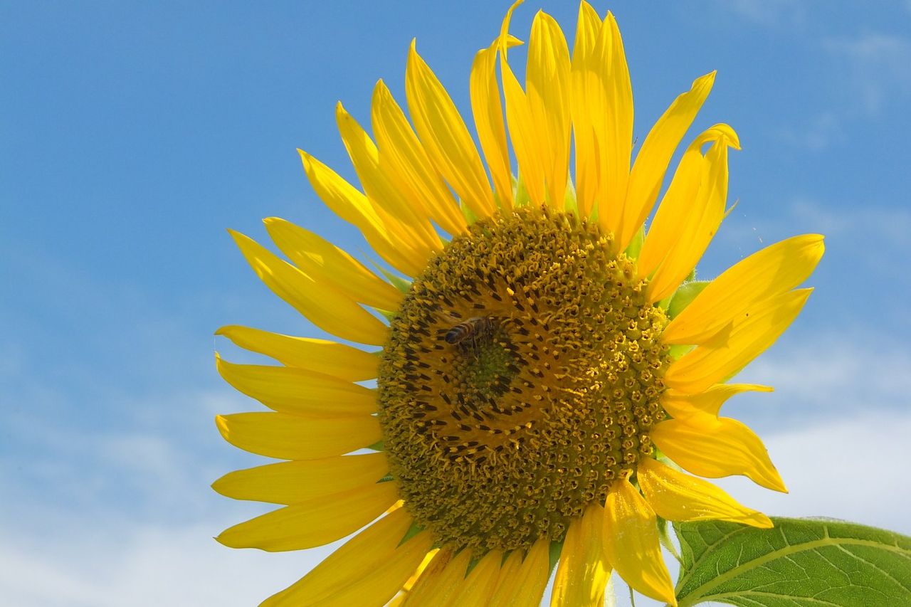 ひまわりの丘公園のひまわり畑 兵庫県小野市 Kohの写真館 ひまわりの丘公園のひまわり畑 兵庫県小野市 Kohの写真館