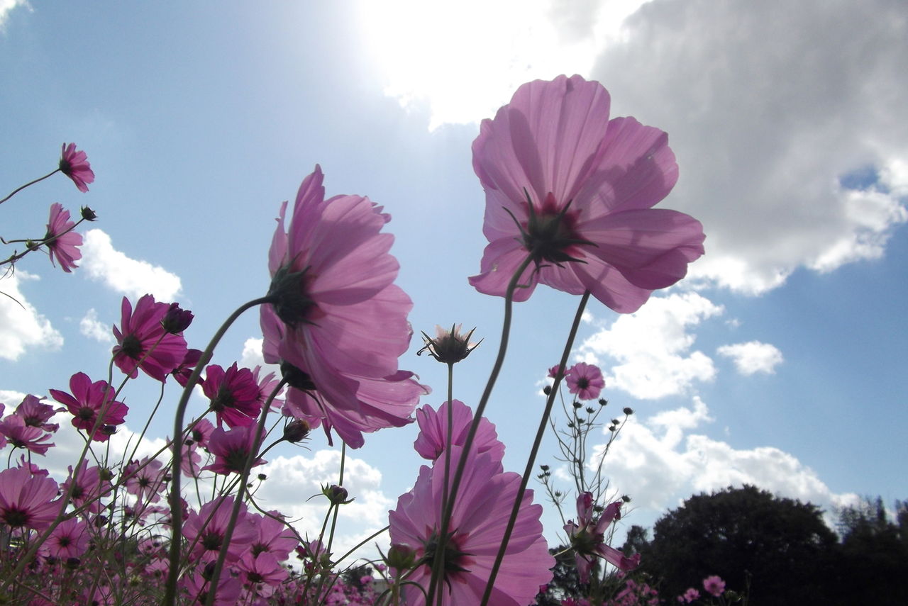 近隣の秋桜畑 神戸市西区 Kohの写真館
