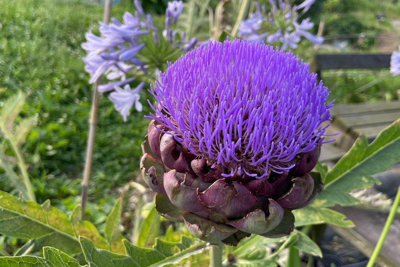 アーティーチョークの花 Kohの写真館